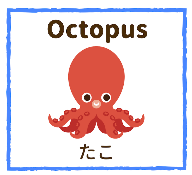 Octopus／たこ